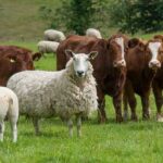 Bluetongue Cattle Disease Can Prove Deadly for Farm Animals